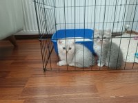 British shorthair NS11 silver point