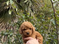 Toy Poodle Köpeği