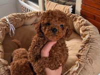 Toypoodle Redbrown Yavrular Kore Kan 