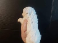 Maltese yavrular