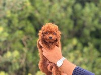 Garantili Tea Cup Poodle Yavrularımız