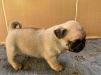 A kalite pug yavrularımız görülmeye değer
