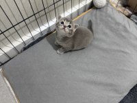 56 Günlük British Shorthair Çok Uysal