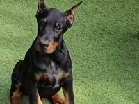 Doberman Estetikli Ve Estetiksiz İmkanları Mevcut