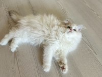 Erkek Ragdoll bebek