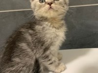 Anne Altından Silver Scottish Fold Yavrumuz