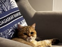 British golden shorthair 4 yaş çipli ücretsiz