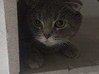 Scottish fold cinsi erkek kedi Diyarbakır