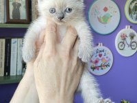 Sahiplendirme british shorthair