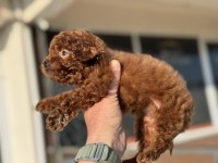 Petmode Köpek Çiftliğinden Tea Cup Kore Poodle