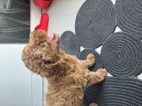 2 AYLIK DİŞİ POODLE YAVRUMUZ