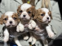 Cavalier king charles yavrularım