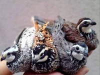 Bobwhite Bıldırcın Yumurtası, Civcivi ve Anaç