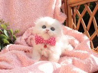 British Longhair Minnaklarım