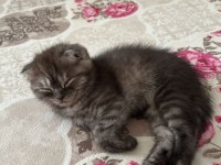 Scottish fold dişi 2 aylık