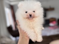EN SAF HALİYLE POMERANİAN BOO