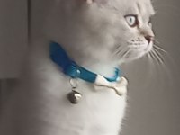 4 aylık british longhair tüm parazit aşıları yapıldı