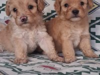 Maltipoo Kardeşler Üst Kalite