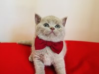 Kaliteli British shorthair yavru