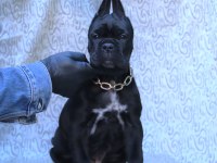Fcı-Kıf Secereli Safkan Cane Corso Köpeklerimiz