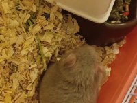 Yavru Hamster