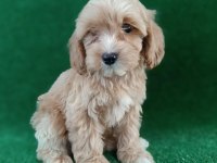 MALTIPOO YAVRULARIMIZ