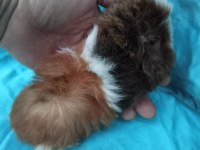 Yeni guinea pig yavrularımızı görmeden Karar vermeyin