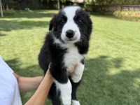 Sınırlı özel border collie yavrular