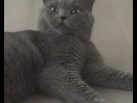 1 yaşında kısırlaştırılmış erkek british shorthair