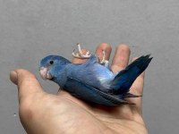 Forpus Yavru Papağanları Gönderim Sağlanır