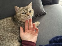 Kedimiz Cekuyu Sahiplendiriyorum