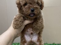Kilo garantili poodle bebeğimiz