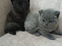 British yavru shorthair