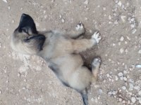 Karabaş kurtboğan cinsi kangal