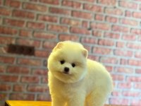 Yavru Pomeranian Boo Köpeklerimiz