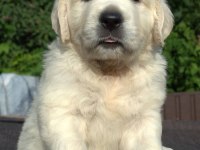 Golden Retriever Yavrular Canlı Görerek Alabilirsiniz