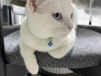 Van Kedisi Erkek