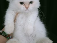 İran Persian Safkan