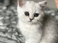 Ns11 silver point british longhair