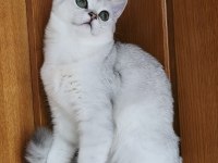 Scottish Straight Shorthair Ns11 Erkek