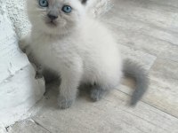 Scottish fold kedicikler