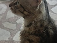 Ücretsiz Sahiplendirme Tekir Pasa