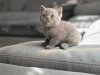 A kalite teddy bear british shorthair bebeklerimiz