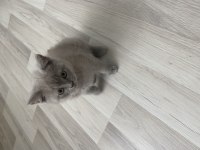 Adana içi elden teslim 45 günlük british shorthair