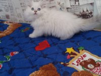 British longhair blue point erkek safkan mavi göz