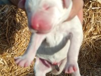 Çiftlik Ortamında Büyüyen Yavru Köpekler