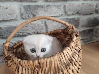 Scottish fold 2 aylık