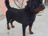 A Şecereli Üretim İzinli Yetişkin Dişi Rottweiler