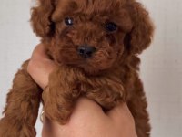 Orjinal kore kan toy ve teacup poodle yavrular