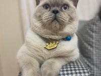 British shorthair blue point